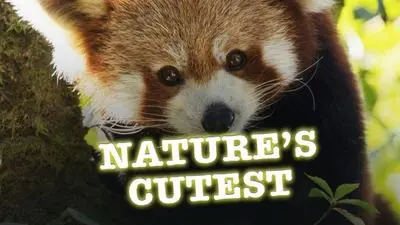 Nature's Cutest_backdropimg