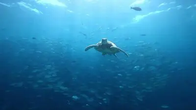 Ocean Resurrection_backdropimg