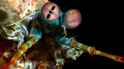 Ocean's Weirdest_backdropimg