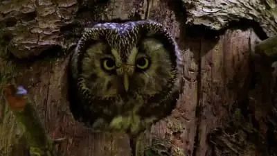 Owls: Masters of the Night_backdropimg
