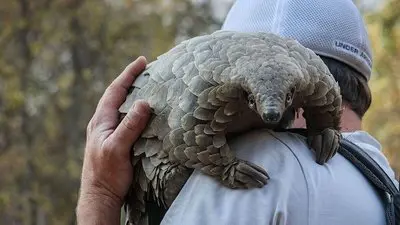 Pangolin: Kulu'nun Yolculuğu_backdropimg
