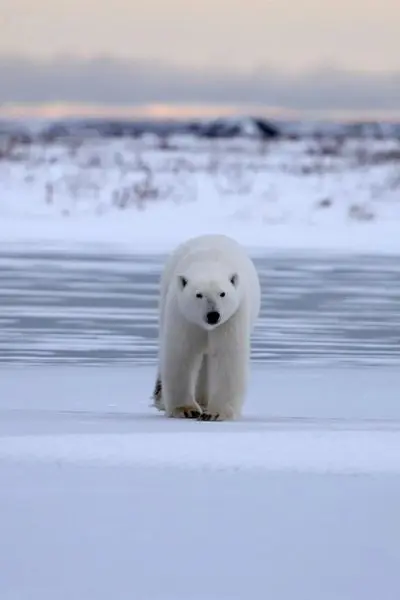 Polar Bear Country_poster