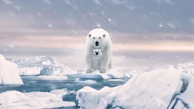 Polar Bear_backdropimg