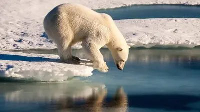 Polar Bears_backdropimg