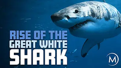 Rise Of The Great White Shark_backdropimg