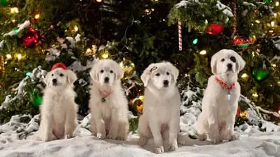 Santa Paws 2: The Santa Pups_backdropimg
