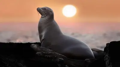 Sea Lions of the Galapagos_backdropimg