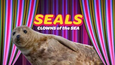 Seals - Clowns of the Sea_backdropimg