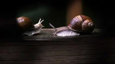 Secret World of Mollusks_backdropimg