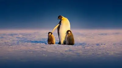 Secrets of the Penguins_backdropimg
