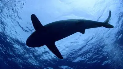 Shark Dive_backdropimg