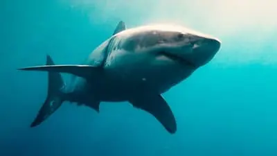 Sharks (in 3D)_backdropimg