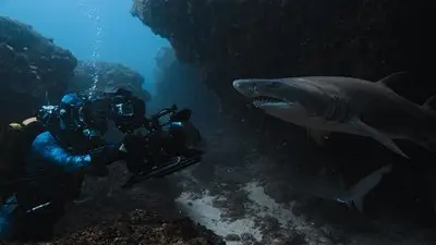 Sharks Up Close with Bertie Gregory_backdropimg