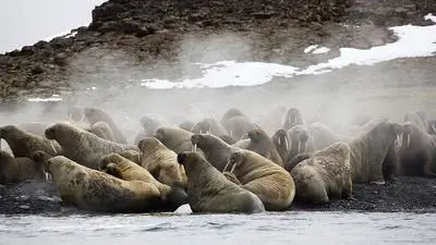 Siberia's Wild Year_backdropimg