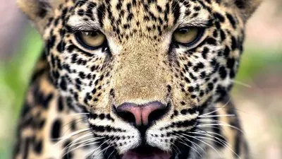 South Africa: Cradle of Killers_backdropimg