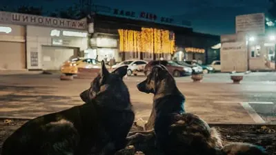Space Dogs_backdropimg