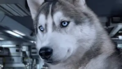 Star Paws_backdropimg