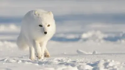 Strange Creatures of the Arctic_backdropimg