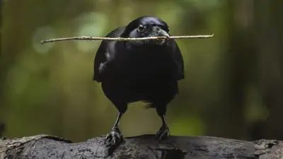 Superhirn im Federkleid - Kluge Vögel im Duell_backdropimg