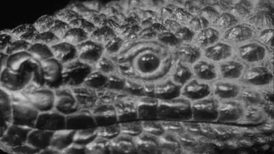 The Giant Gila Monster_backdropimg