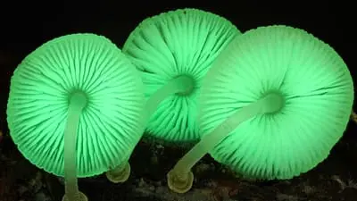 The Kingdom: How Fungi Made Our World_backdropimg