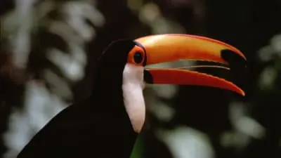 The Life of Birds_backdropimg