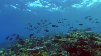 The Moon's Spell on the Great Barrier Reef_backdropimg