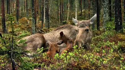 The Moose Movie_backdropimg