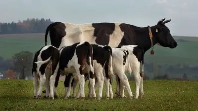The Secret Life of Cows_backdropimg