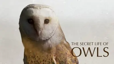 The Secret Life of Owls_backdropimg