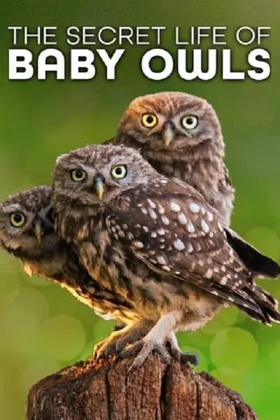 The Secret Life of Owls_poster
