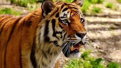 The Secret Lives Of Big Cats_backdropimg