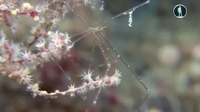 The Secret World of Crustaceans_backdropimg