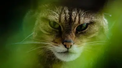 The Tigers of Scotland_backdropimg