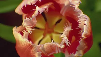 The Tulip Bubble_backdropimg