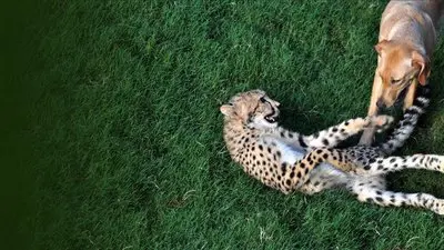 Unlikely Animal Friends_backdropimg