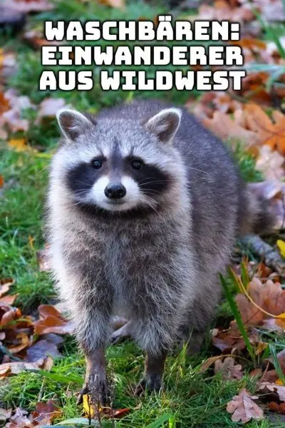 Waschbären - Einwanderer aus Wildwest_poster