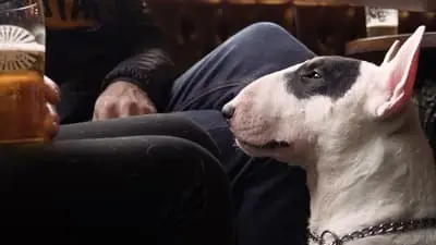 We Don't Deserve Dogs_backdropimg