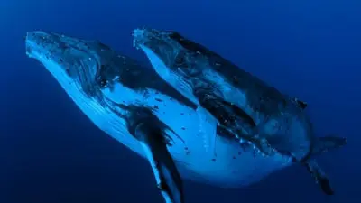 Whale Wisdom_backdropimg