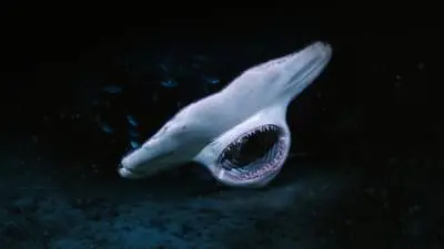 When Sharks Attack... and Why_backdropimg