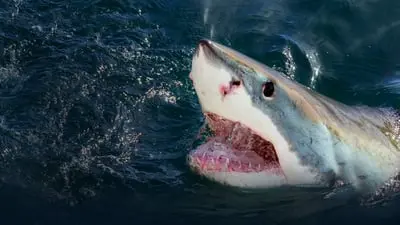 When Sharks Attack_backdropimg