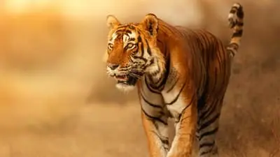 Wild Cats of India_backdropimg