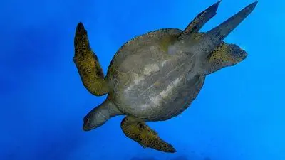 Wild Galápagos_backdropimg