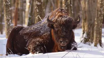 Wild Poland_backdropimg
