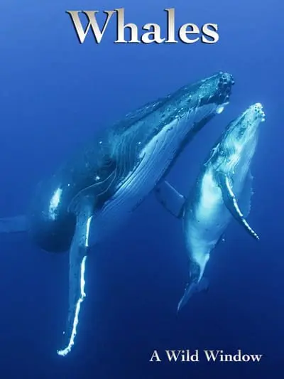 Wild Window: Whales_poster