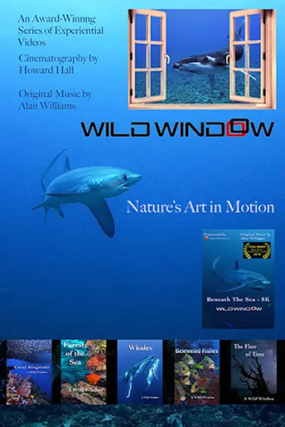 Wild Window_poster