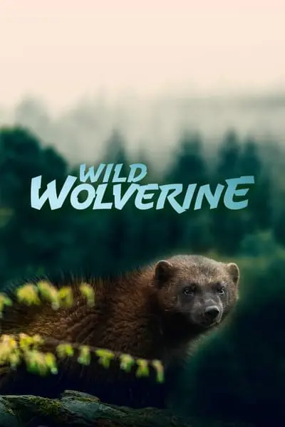 Wild Wolverine_poster