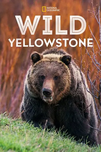 Wild Yellowstone_poster